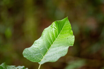 close up of a leaf