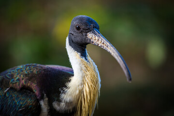 straw-necked ibis portrait in nature park