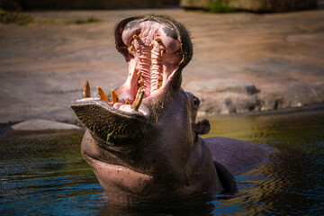 hippo with an open mouth in the water