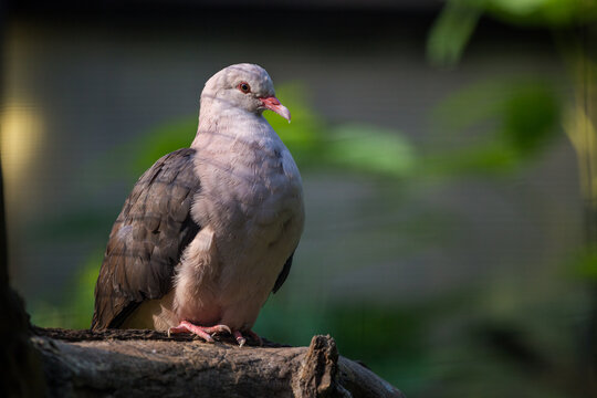 Pink pigeon on the tree in nature