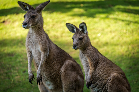 Two Kangaroos In Nature Park