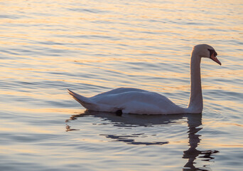 Fototapeta premium Beautiful View Of A Graceful Swan In Lake