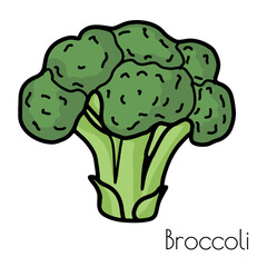 hand drawn broccoli illustration. isolated on a white background. Vector.