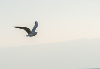 Fototapeta na wymiar gulls fly over lake Ohrid