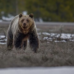 Fototapeta premium Bonita the grizzly bear.