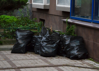 Black plastic bags with thuja seedlings
