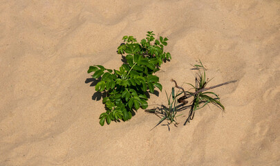 A rosehip bush that grows on a sand dune near the sea. Landscape