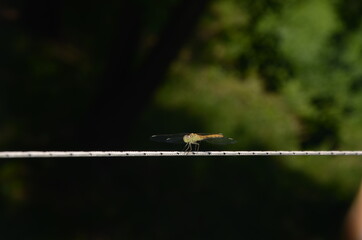 animal, nature, bird, insect, wildlife, tree, closeup, brown, wild, squirrel, macro, fauna, bug, branch, yellow, lizard, forest, water, summer, reptile, spring, grass, fly, garden, dragonfly, wood