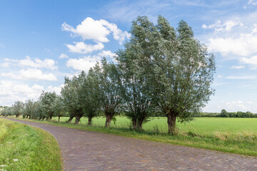 A narrow cobbled country road with a row of pollard willows in the wind.