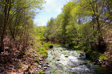Clear water rushing through a creek with trees lining both banks
