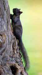 Color morphed Eastern Gray Squirrel climbing on tree. Santa Clara County, California, USA.