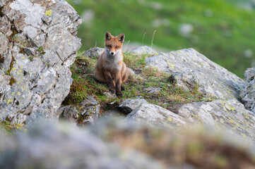 Curious fox up in the mountains in the spring landscape