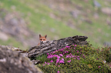 Curious fox up in the mountains in the spring landscape