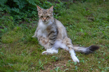 Naklejka na ściany i meble A cat lying on top of a grass covered field