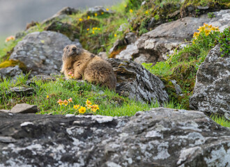 Curious marmots up the mountain