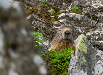 Curious marmots up the mountain