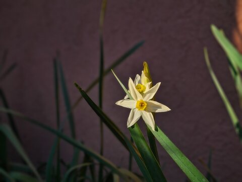 flor de invierno