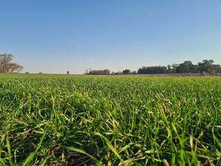 pasto verde