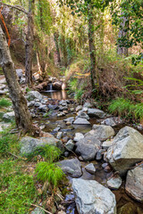 picturesque view at a mountain river flowing between old trees, stones and rocks with  grass on the steep sides of stream