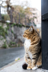 Stray tabby cat outdoors looking away