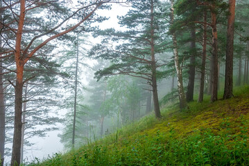 Fototapeta na wymiar Landscapes of Siberia. Early morning on the Kiya river. Fog in a pine forest (taiga), in the mountains. Kemerovo region.