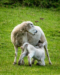 Obraz na płótnie Canvas Newborn spring lamb, in a green, grassy, coastal paddock, near Gisborne, New Zealand 