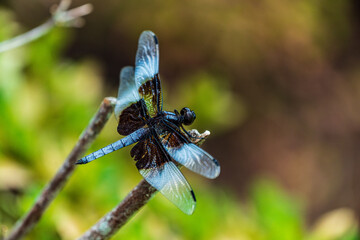 dragonfly on a branch
