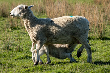 Newborn spring lamb, in a green, grassy, coastal paddock, near Gisborne, New Zealand 