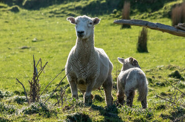 Newborn spring lamb, in a green, grassy, coastal paddock, near Gisborne, New Zealand 