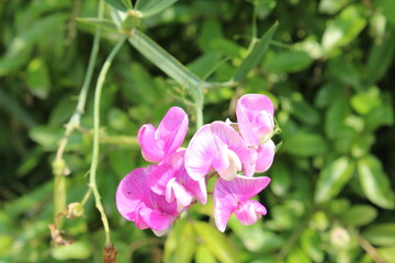 Obraz premium Pink wildflowers 