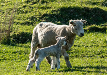 Newborn spring lamb, in a green, grassy, coastal paddock, near Gisborne, New Zealand 