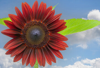 Colorful burgundy and black sunflower on bright blue sky