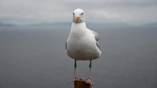 Close up of Seagull