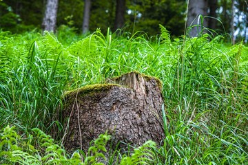 Stump in the forest, cutting down trees