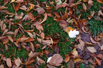 Dried autumn fallen leaves. Top view of wet, withered fallen leaves, natural background with copy space. 