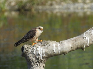 Red-footed Falcon