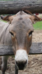 Obraz premium An isolated donkey looks curious.