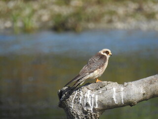 Red-footed Falcon