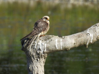 Red-footed Falcon