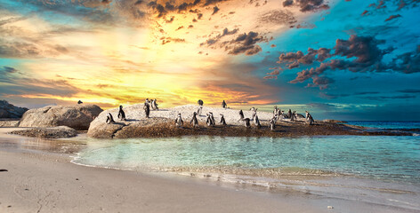 Naklejka premium Cape Penguins - surreal tropical island atmosphere. Cape Town, South Africa