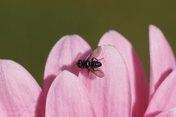 Small black tachinid fly Phania funesta, Family Tachinidae. On pink leaves of the flower of a Gerbera, family Asteraceae