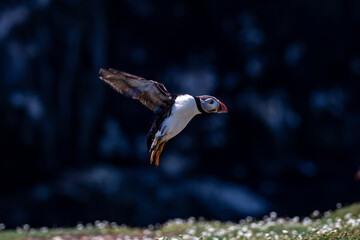 A Puffin coming in to Land