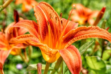 orange tiger lily