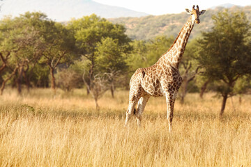 Naklejka na ściany i meble Giraffe in the wild, looking into the camera