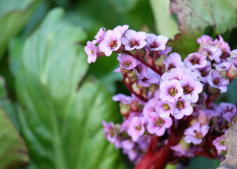 Blooming Berg&eacute;nia crassif&oacute;lia, selective focus, blurred background, horizontal orientation.