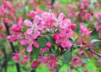 Blooming Malus purpurea, bright pink flowering branches, sakura, selective focus, blurred background, horizontal orientation.