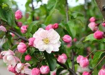 Naklejka na ściany i meble Blooming apple tree (Malus spectabilis), lush pink branches in bloom, sakura, selective focus, blurred background, horizontal orientation.