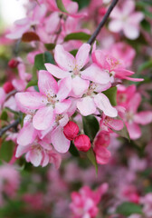 Blooming Malus purpurea, pink spring flowering branches, sakura, selective focus, blurred background, vertical orientation.