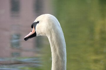 Portrait of a white mute swan (Cygnus olor) on a pond with spring reflection, selective focus, blurred background, horizontal orientation.