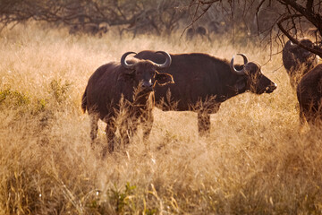 Buffalo in the wild